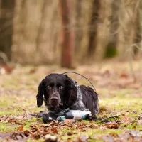 RYPO Dog Training - Training toy for dog - Duck